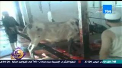 بالفيديو.. جزار يرقص على أغنية «بشويش عليا» أثناء ذبحه «عجلا»