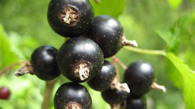 دراسة: المشمش الأسود يقلل مخاطر السكر والضغط والسمنة