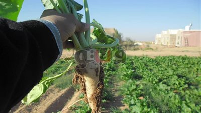 بالصور.. نجاح زراعة بنجر السكر في توشكى بأسوان للعام الرابع