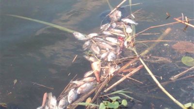 تلوث مياه النيل يتسبب في نفوق الأسماك بـ«دسوق»