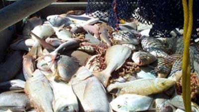 ضبط طن أسماك فاسدة و400 أسطوانة غاز مهربة في الشرقية