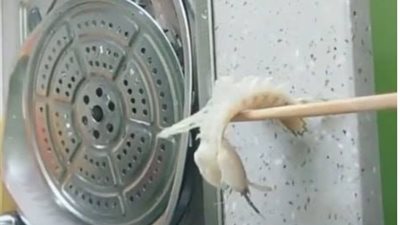 كائنات بحرية تنفذ أوامر رجل داخل مطبخه (فيديو وصور)