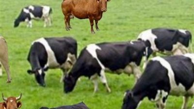 الأبقار تقلق راحة السكان في منطقة الألب الفرنسية