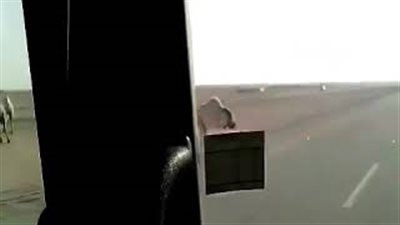 بالفيديو.. جمال تعبر الطريق تتسبب في حادث تصادم مروع