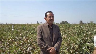 الانتهاء من زراعة 91372 فدان قمح بالمنوفية