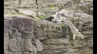 بالفيديو.. «كلب البحر» يهرب من السياح برمي نفسه من فوق منحدر