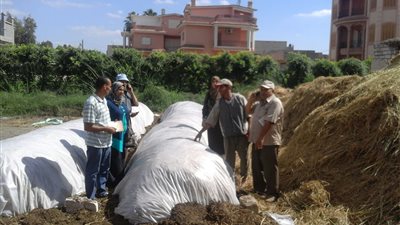 تدوير 28 طن أسمدة وأعلاف من قش الأرز بالبحيرة