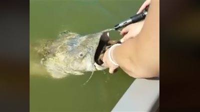 مشهد مذهل لسمكة تبتلع سلحفاة كاملة (فيديو)