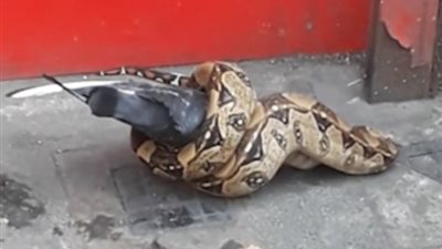ثعبان يفتك بحمامة وسط مدينة لندن (فيديو وصور)