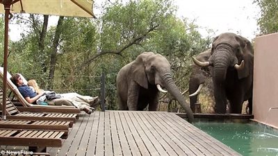 فيلة تقاطع استرخاء زوجين أمام حمام سباحة (فيديو وصور)