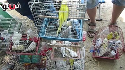 تربية وبيع العصافير في سوق الجمعة.. هواية و«غية» (فيديو)