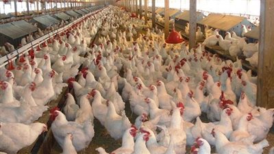 اختتام فعاليات برنامج التنمية الريفية المتكاملة