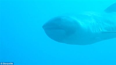 بالفيديو والصور.. قرش يفاجئ غواصا