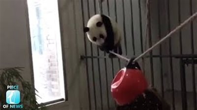 بالفيديو والصور.. تصرف طريف لباندا حاولت السير على حبل