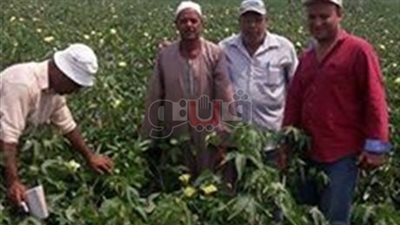 الإرشاد الزراعى يبدأ حملات متابعة لزراعات القطن بمراكز البحيرة