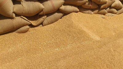 163.08 دولار سعر طن القمح عالميا خلال سبتمبر