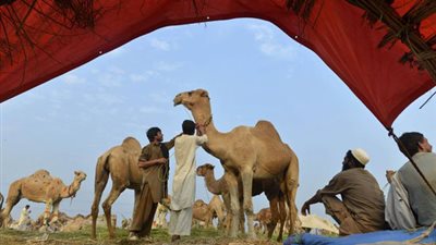 بالصور.. التجار يزينون الجمال بالورود والزينة لجذب الزبائن
