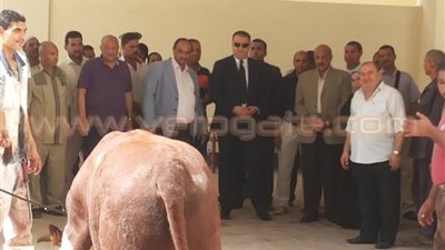 بالصور.. ذبح 6 عجول لتوزيع لحومها على العاملين بديوان محافظة الفيوم