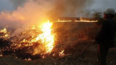 تحرير 6 قضايا حرق قش الأرز بالبحيرة