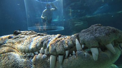 بالصور.. سياح يواجهون أكبر تماسيح العالم من داخل قفص الموت