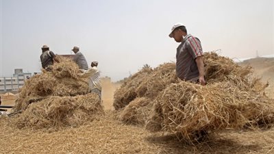 الحداد: أزمة السولار تؤثر على حصاد القمح