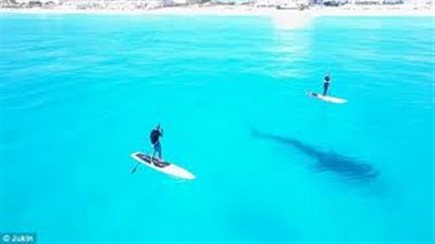 بالفيديو والصور.. حوت يسبح أسفل راكبي قارب دون علمهما