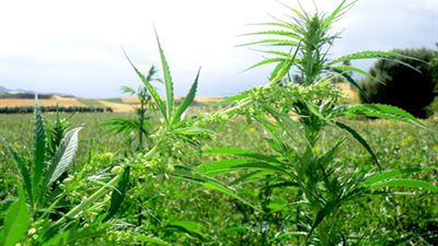 المغرب: زراعة الحشيش من دائرة المحرمات إلى قبة البرلمان