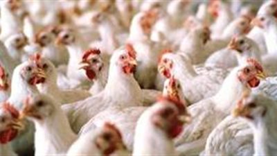 السيد: استقرار أسعار الدواجن والبيض بالمزارع لمدة 10 أيام