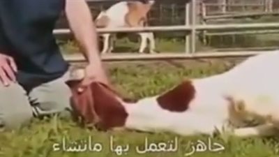 بالفيديو.. أسهل طريقة لاستسلام «الأضحية» للذبح دون مقاومة
