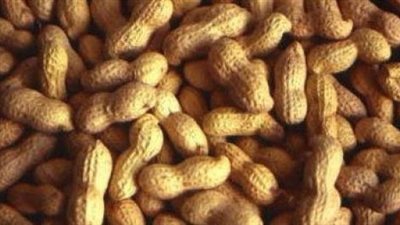 زيادة صادرات الفول السودانى 100% خلال النصف الأول من العام الجاري