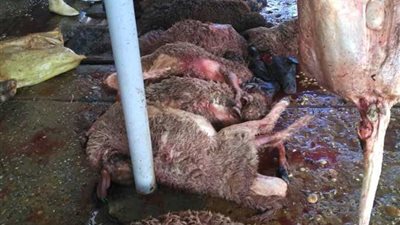 جهاز حماية المستهلك يحرر 46 محضر مخالفات في عيد الأضحى