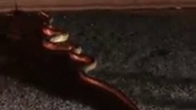 ثعبان ضخم يختبئ بأشجار تيط بملعب للأطفال (فيديو وصور)