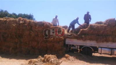 ردا على ما نشرته «فيتو».. تحرير ٤١ محضرا لحرق قش الأرز في الدقهلية