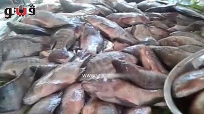 بالفيديو.. ارتفاع أسعار الأسماك.. والبلطي يسجل 30 جنيها