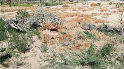 استرداد 12 فدانا من ممتلكات آثار الفيوم بمنطقة ماضي (صور)