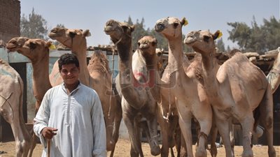 الركود يضرب سوق «برقاش» للجمال.. 8 آلاف جنيه لـ«القاعود».. 56 ألف جنيه سعر الجمل البلدي.. السوداني بـ35 ألف جنيه.. وتجار: «الأضحية الشرك» حيلة المواطنين لمواجهة ارتفاع ال