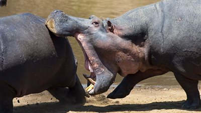 بالفيديو والصور.. 