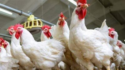 تجارية الجيزة: التجار ينتظرون الأعياد لانتعاش مبيعات الدواجن