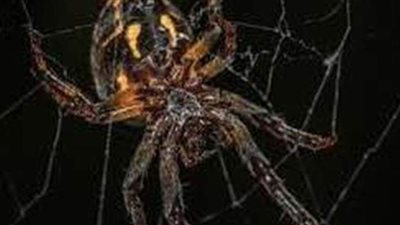 تفسير رؤية العنكبوت في المنام وعلاقته بالوقوع في الخديعة