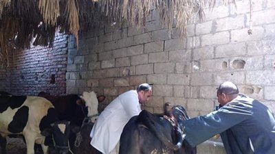 تحصين 63 ألف رأس ماشية ضد 