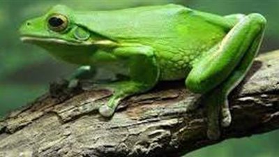 تفسير رؤية الضفدع في المنام وعلاقته بالخير والمنفعة والرزق