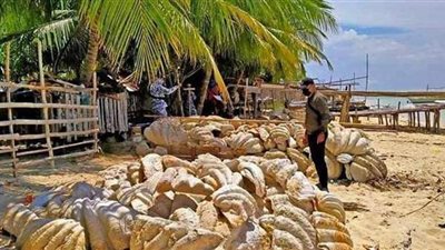 العثور على أصداف بحرية عملاقة بقيمة 25 مليون دولار في الفلبين