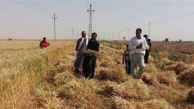 «قمح الوادي الجديد».. «موسم الأزمات».. «الزراعة» تؤكد: «كله تمام».. وأصحاب المحصول يستغيثون من «السوق السوداء»