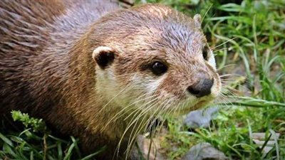 بعيدا عن البشر.. ثعالب الماء أحدث ضحايا كورونا بأمريكا