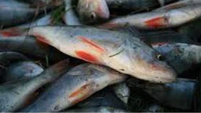 تفسير رؤية السمك في المنام وعلاقته بالرزق الوفير والخير والبركة