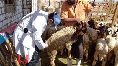 تحصين 84 ألف رأس ماشية ومحاضر تموينية بالشرقية