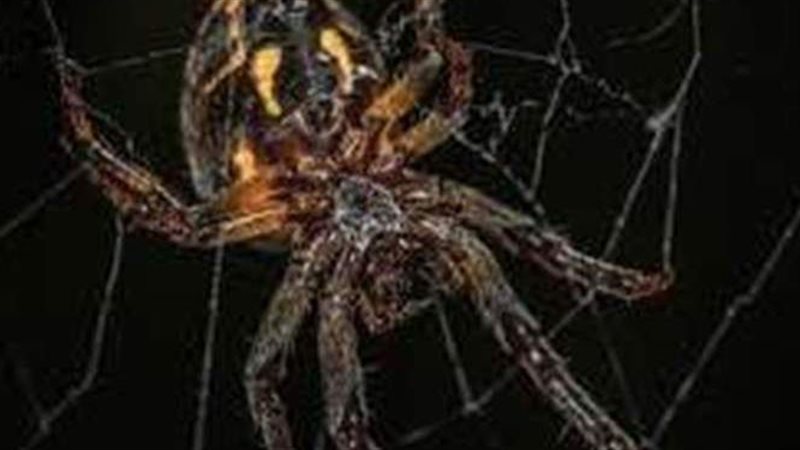 رؤية العنكبوت في
