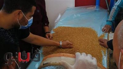 توريد 5600 طن قمح لشون وصوامع وهناجر بني سويف