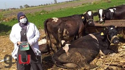 تحصين 76671 رأس ماشية في حملة بيطرية بالدقهلية