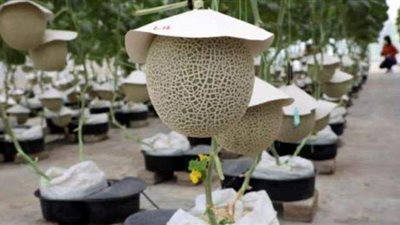 بالتدليك والموسيقى.. ماليزيا تنتج أغلى ثمار الفاكهة في العالم